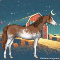 Horse Color:White Spotted Chestnut