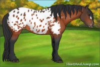 Horse Color:Brown Blanket 