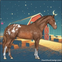 Horse Color:Chestnut Appaloosa 