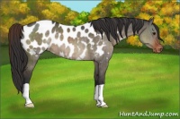 Horse Color:Brown Dun Blanket Brindle 