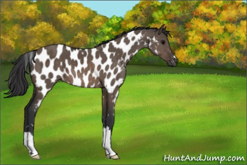 Horse Color:Brown Dun Appaloosa 