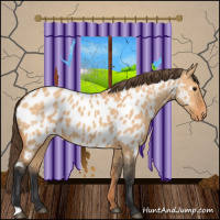 Horse Color:Bay Dun Appaloosa 