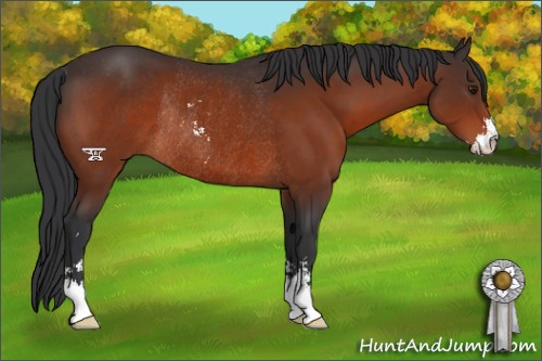Horse Color:Brown Sabino Rabicano