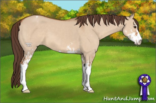 Horse Color:Bay Dun Sabino Appaloosa