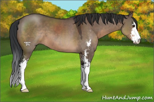 Horse Color:Brown Dun Sabino