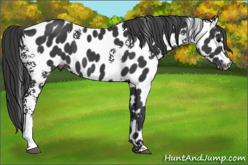 Horse Color:White Spotted Black Appaloosa 