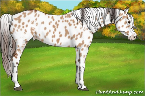 Horse Color:White Spotted Bay Dun Splash Appaloosa 