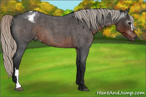 Horse Color:Gray Silver Brown Roan Appaloosa 