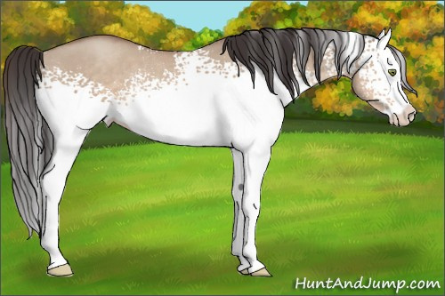 Horse Color:White Spotted Sable Champagne Dun Splash Rabicano 