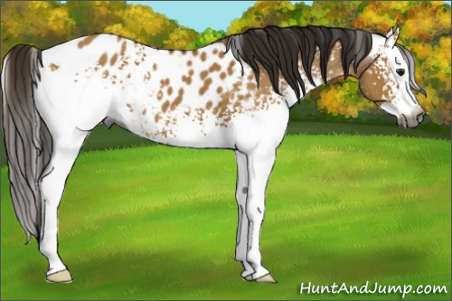 Horse Color:Gray White Spotted Buckskin Dun Splash Appaloosa 