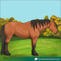 Horse Color:Bay 