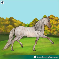 Horse Color:Chocolate Palomino Roan 