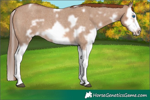 Horse Color:White Spotted Red Dun Roan Splash Frame 