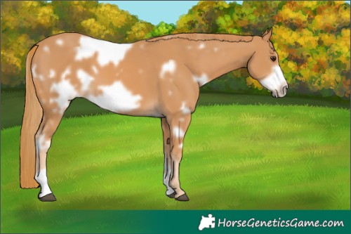Horse Color:White Spotted Chestnut Frame 