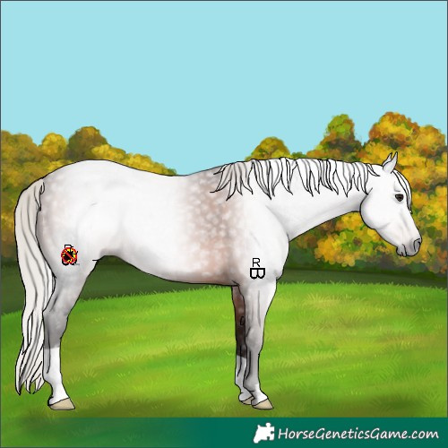 Horse Color:Gray Silver Bay 