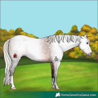Horse Color:Gray Silver Bay 