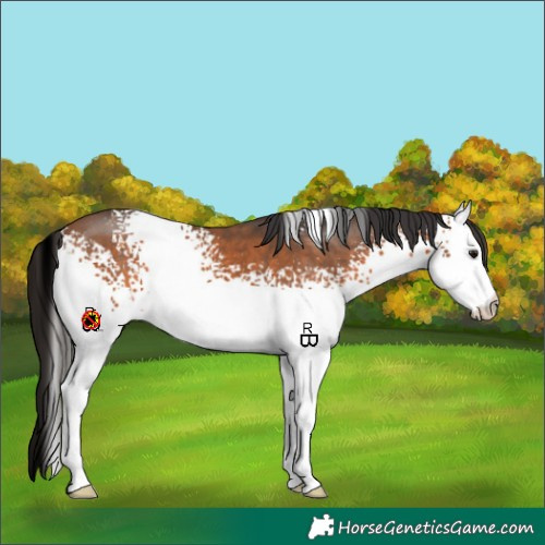 Horse Color:White Spotted Bay 