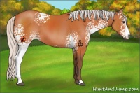 Horse Color:White Spotted Silver Bay 