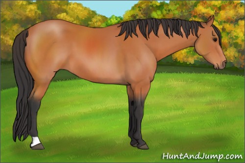 Horse Color:Bay 