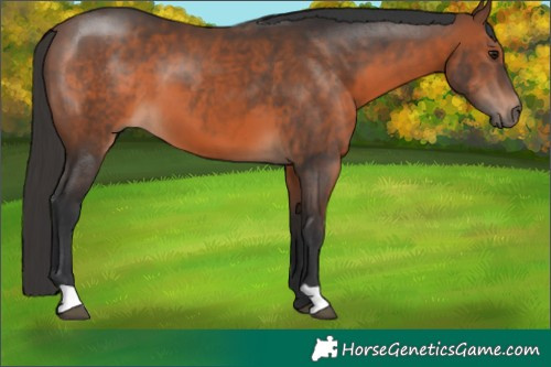 Horse Color:Brown 
