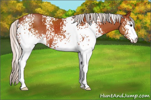 Horse Color:White Spotted Silver Brown