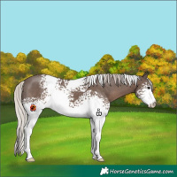 Horse Color:White Spotted Silver Black