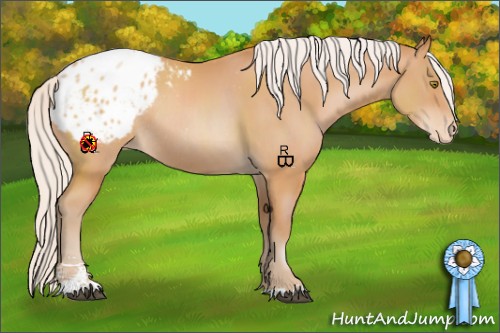 Horse Color:Silver Bay Pearl Sabino Blanket Rabicano