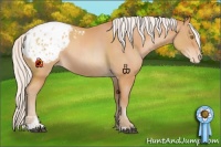 Horse Color:Silver Bay Pearl Sabino Appaloosa Rabicano