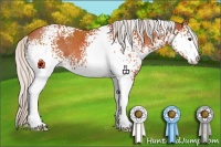 Horse Color:White Spotted Silver Brown Sabino Varnish 