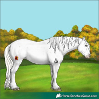 Horse Color:White Spotted Silver Black Sabino Leopard