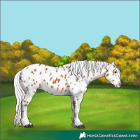 Horse Color:White Spotted Silver Brown Appaloosa 