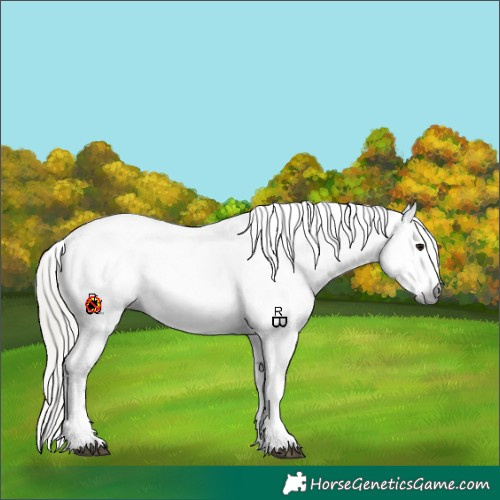 Horse Color:Gray White Spotted Silver Smoky Black Sabino Blanket