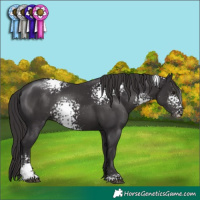 Horse Color:White Spotted Smoky Black