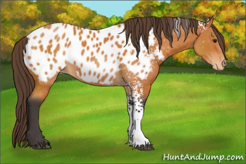 Horse Color:White Spotted Buckskin Near Leopard