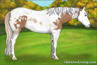 Horse Color:Chestnut Splash Tobiano