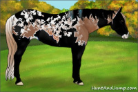Horse Color:Chestnut Splash Tobiano