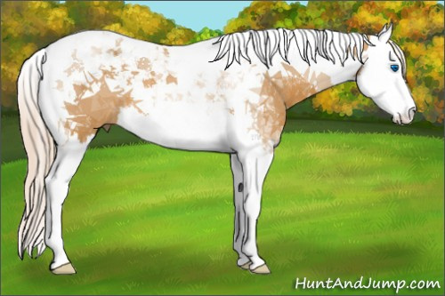Horse Color:Palomino Splash Tobiano 