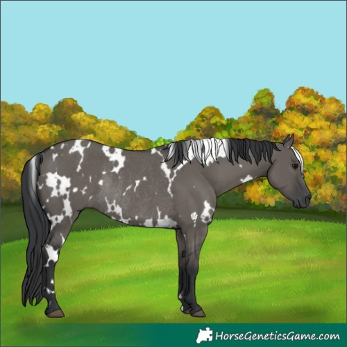 Horse Color:White Spotted Grullo Rabicano