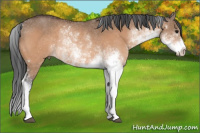 Horse Color:Bay Dun Sabino Rabicano