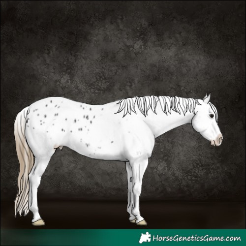 Horse Color:White Spotted Smoky Black Blanket