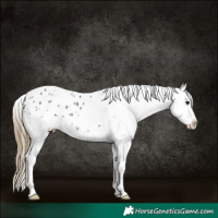 Horse Color:White Spotted Smoky Black Blanket 