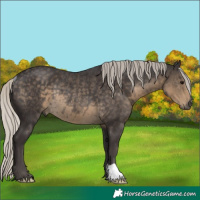 Horse Color:Silver Smoky Black Rabicano