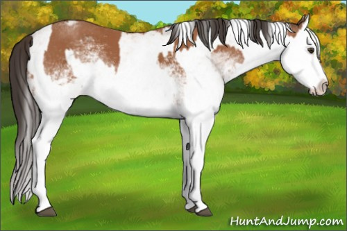 Horse Color:White Spotted Bay Splash  and White Spotted Bay Splash 