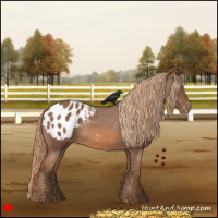 Horse Color:Chestnut Appaloosa