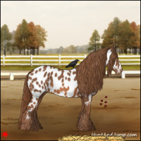 Horse Color:Chestnut Appaloosa