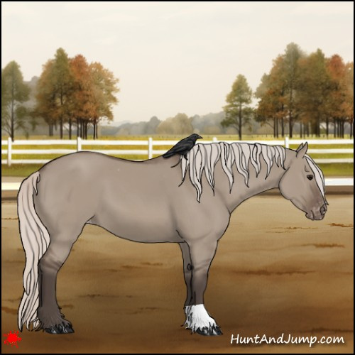 Horse Color:Silver Grullo Appaloosa 