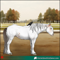 Horse Color:White Spotted Bay Appaloosa