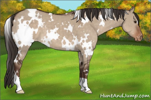 Horse Color:White Spotted Liver Red Dun Appaloosa 