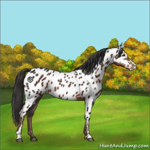 Horse Color:Liver Chestnut Sabino Appaloosa 