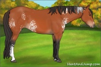 Horse Color:White Spotted Bay 